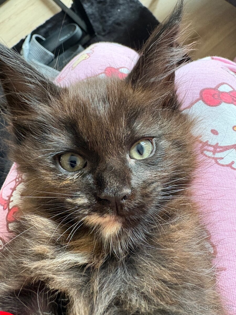 Mainska mývalí - 3