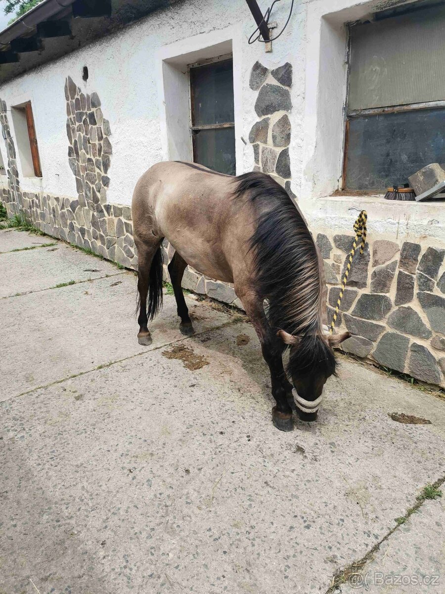 Pony valach 4roky - 3