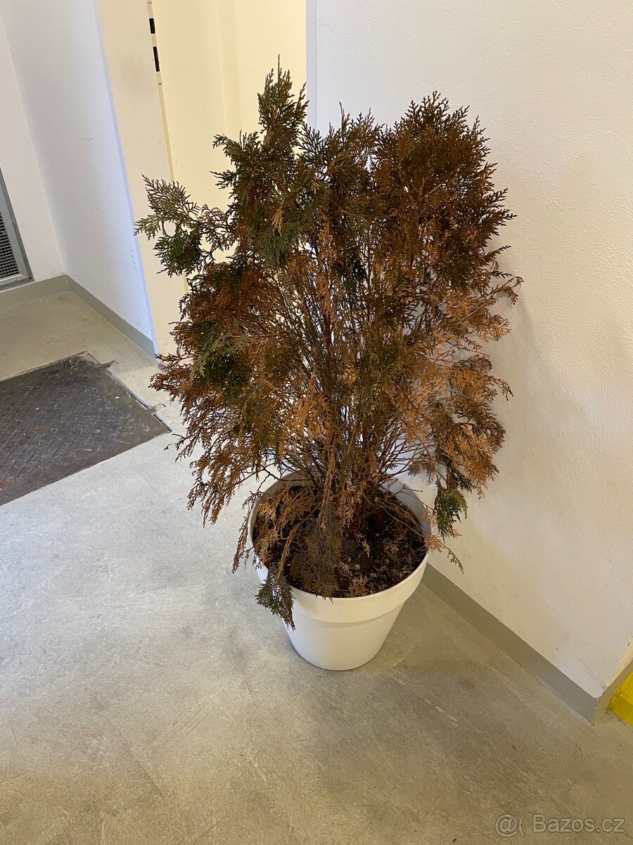 Darují zakrslou túji - 3