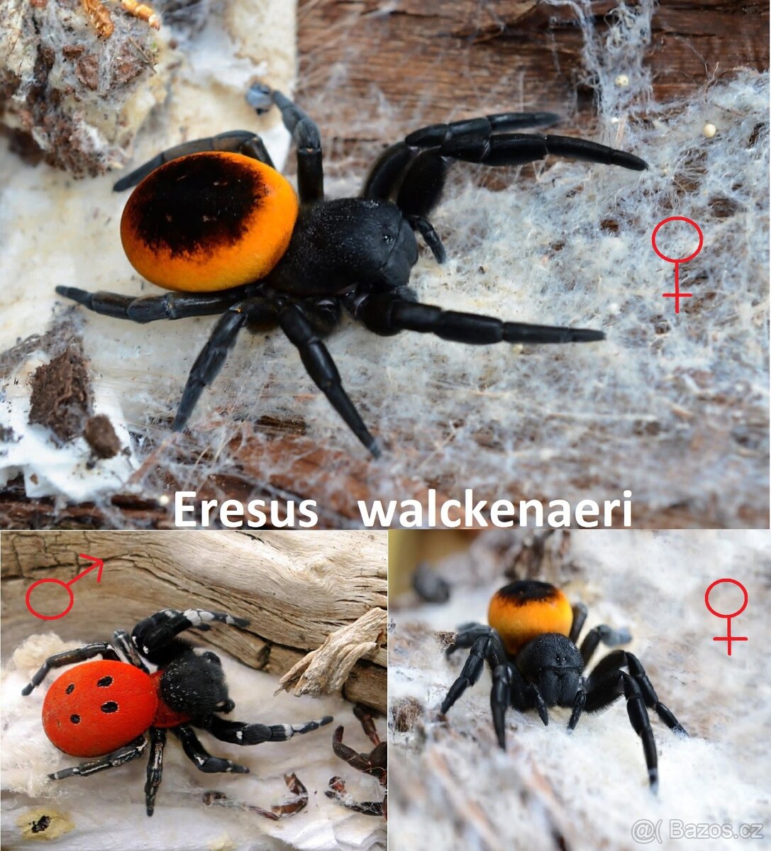 Stepníci rodu Eresus - 3 druhy - 3
