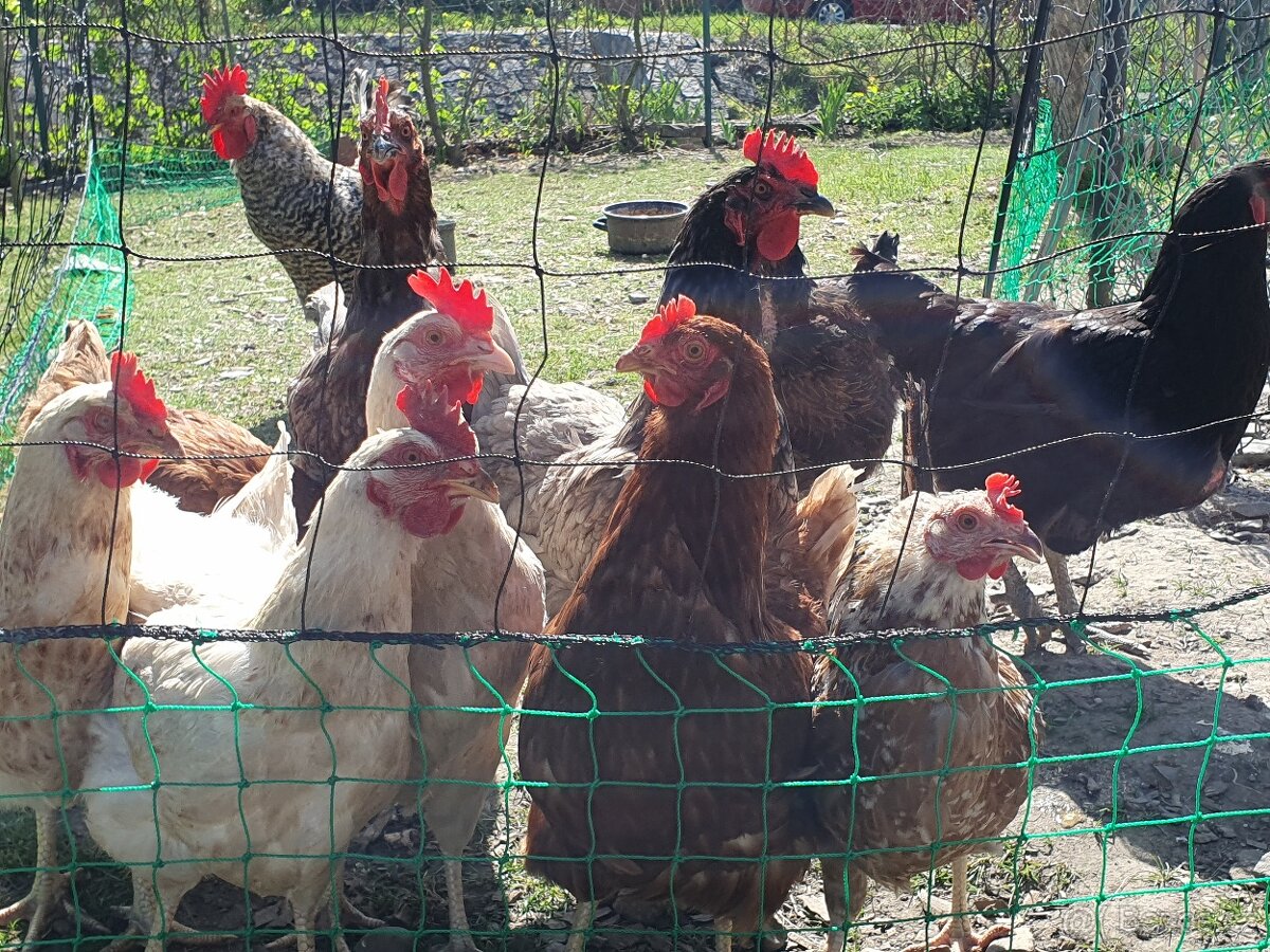 Poctivé domácí vajíčka, vejce - 3