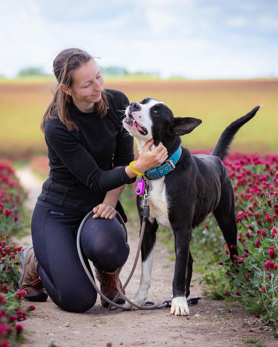 Kříženec molose - 3