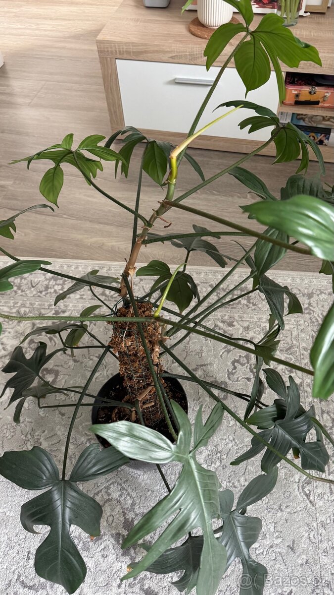 Prodám Philodendron Florida Green - 3