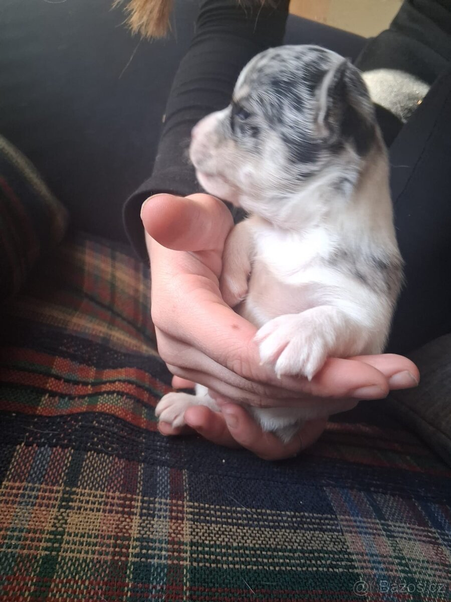 Štěňata civava - 3
