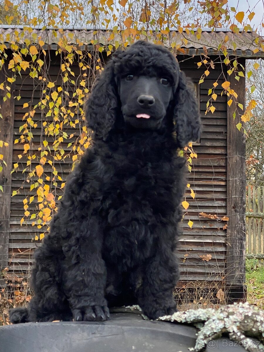 Pudl královský - 3