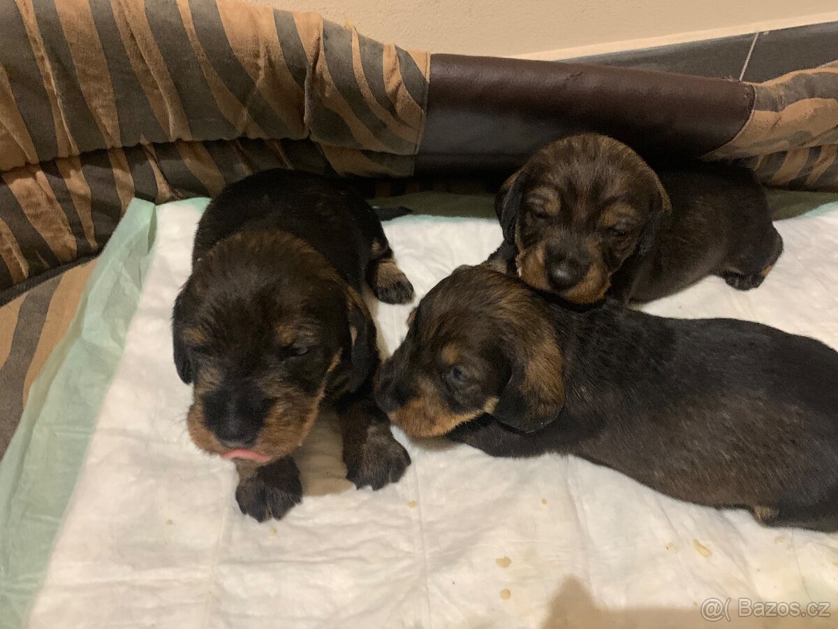 Jezevčík standard drsnosrstý s PP - 3