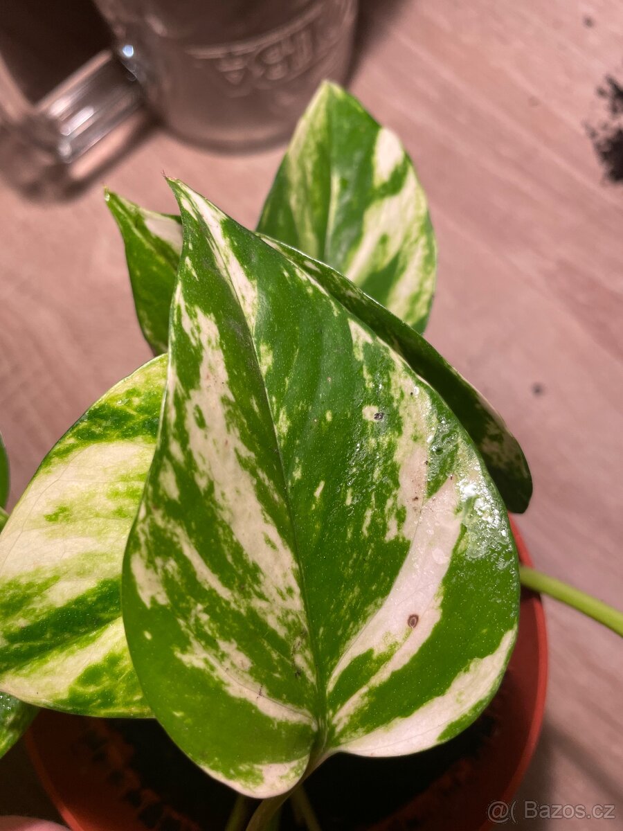 Šplhavnice zlatá (Epipremnum aureum golden) - 3