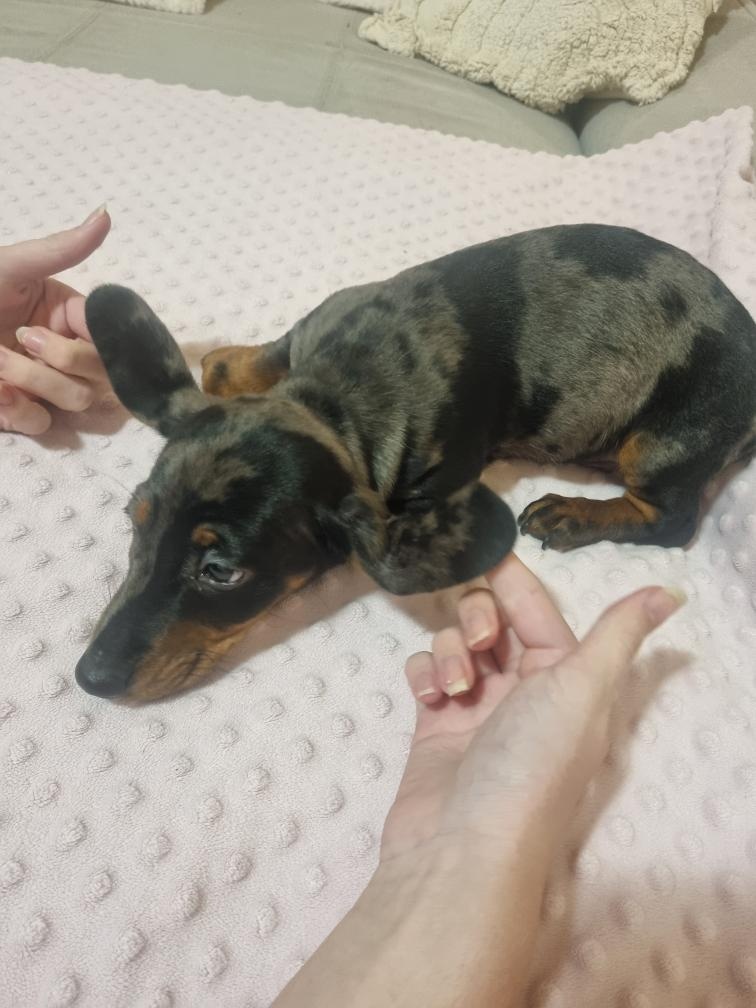 Jezevčík hladkosrstý tygrovaný - pejsek - 3