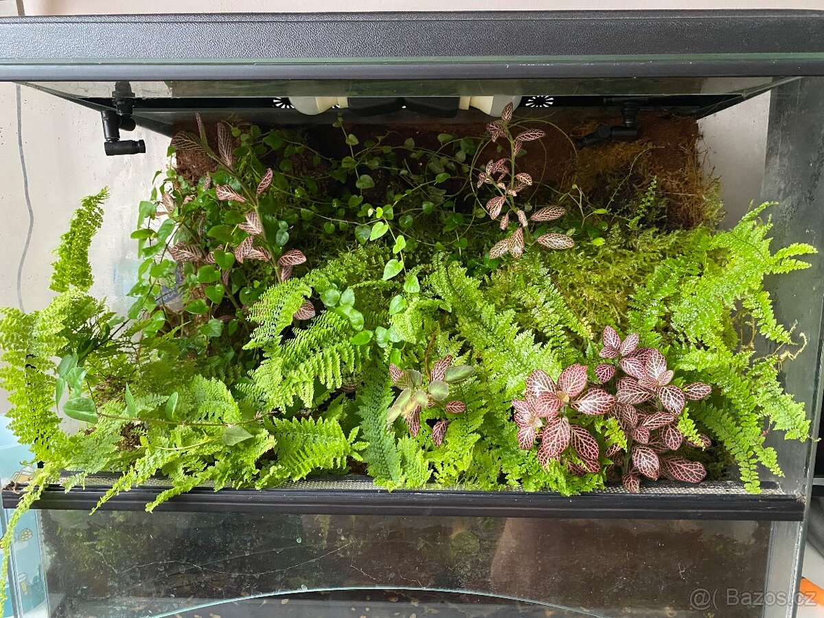 Terárium - 3