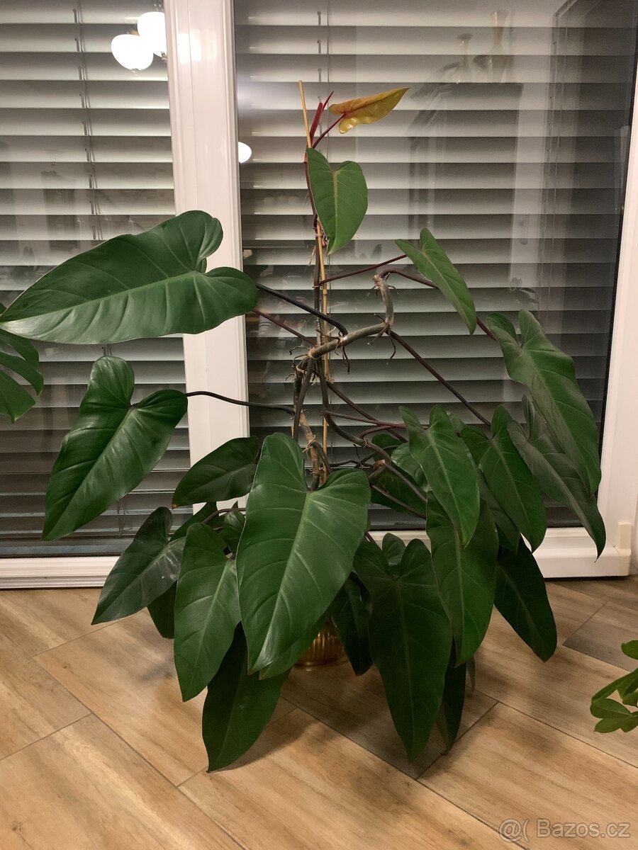 Philodendron - 3
