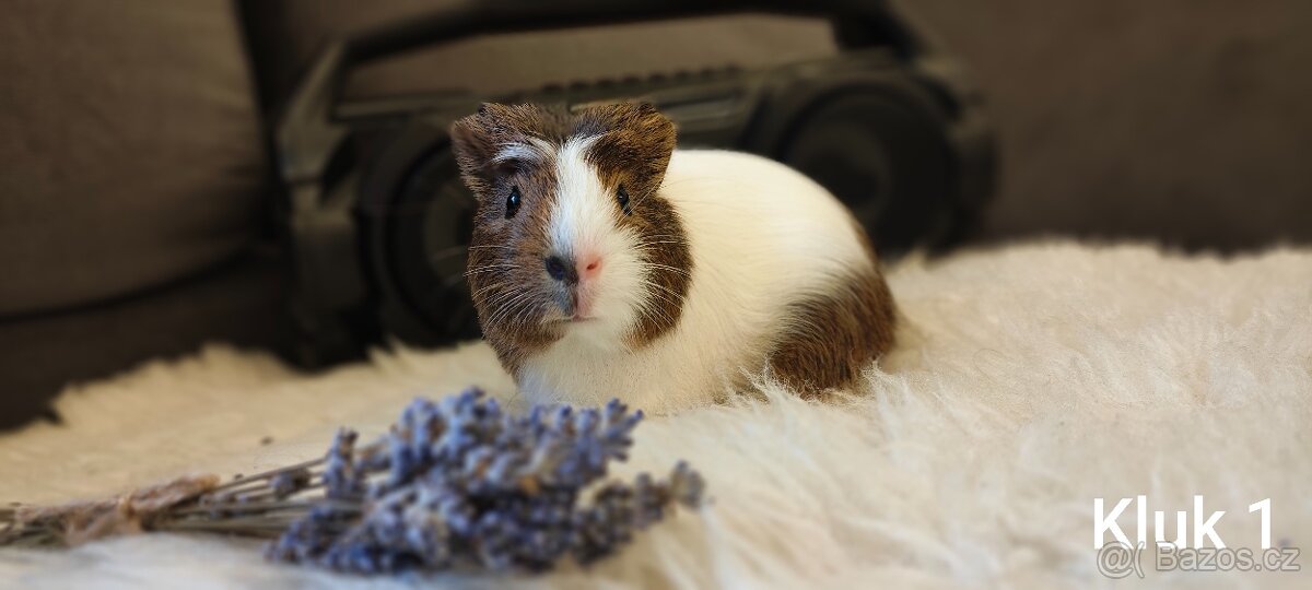 Prodám morčata - 3