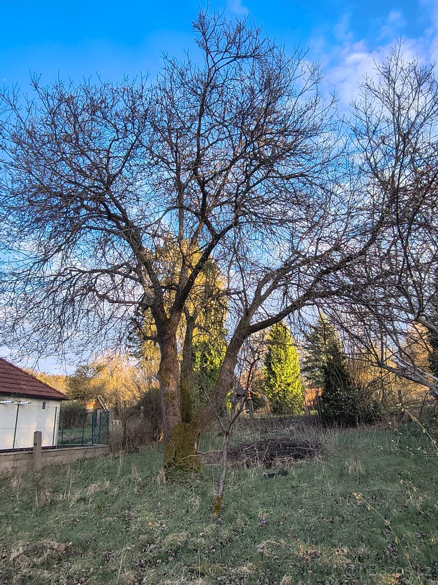 Zahrada Na prodej - 3