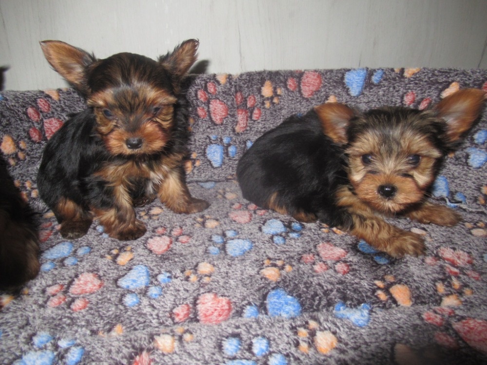 Jorkšírský teriér - 3