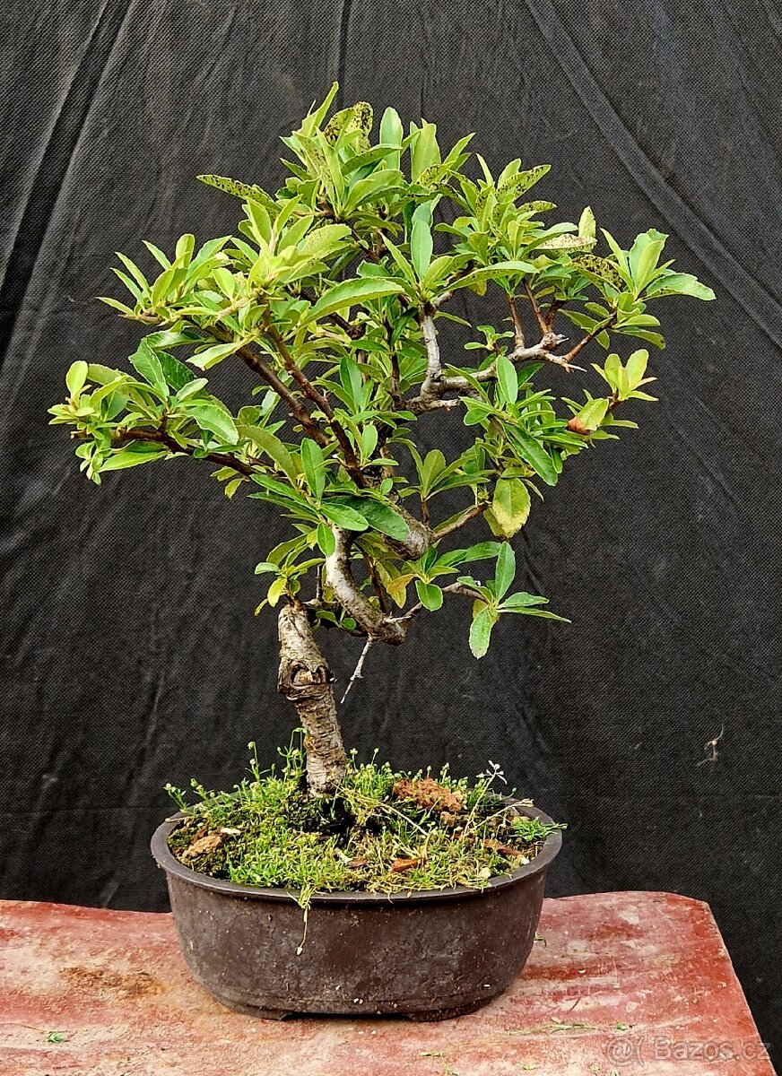 Bonsai, Bonsaj - Hlohyne 4 - 3
