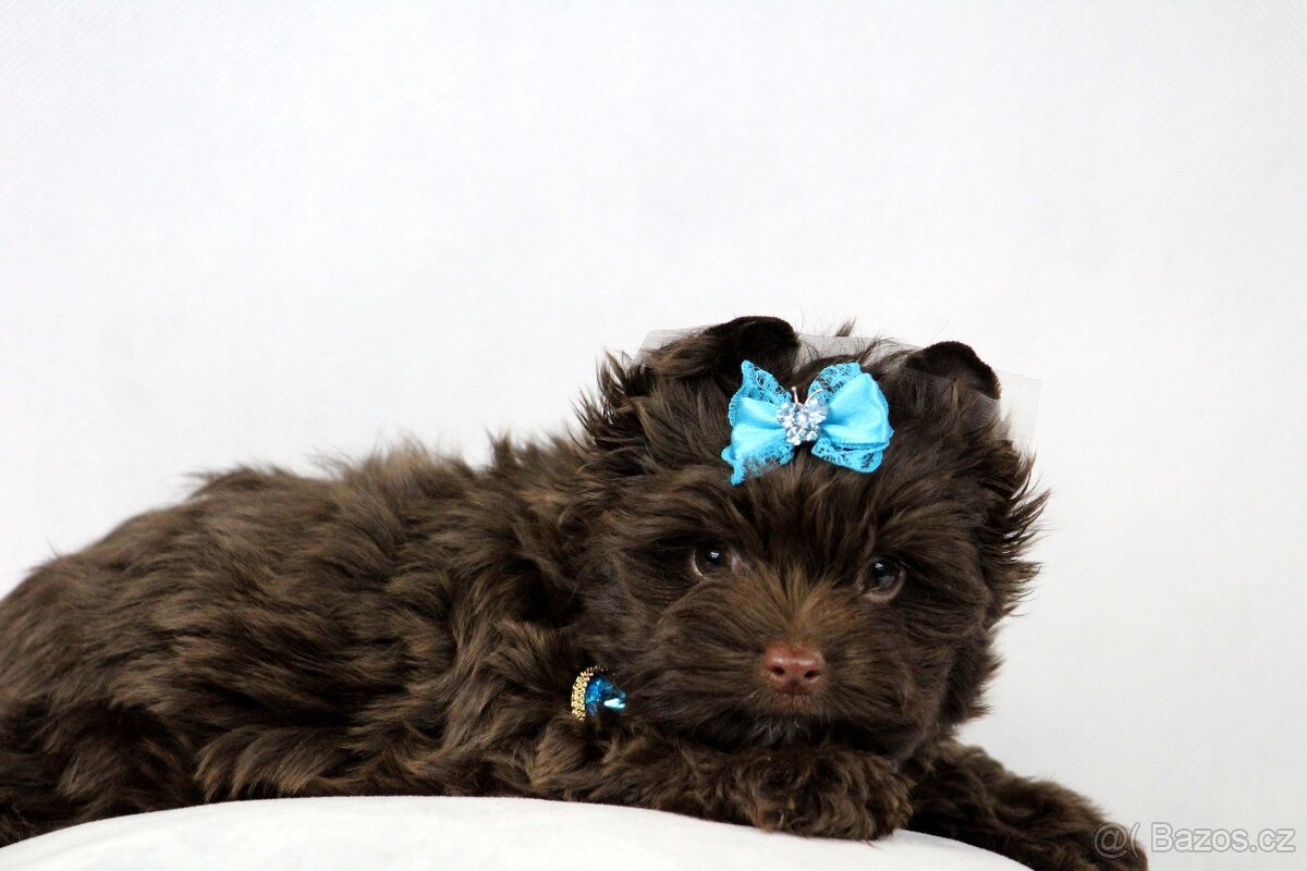 jorkšírský terrier s PP - 3