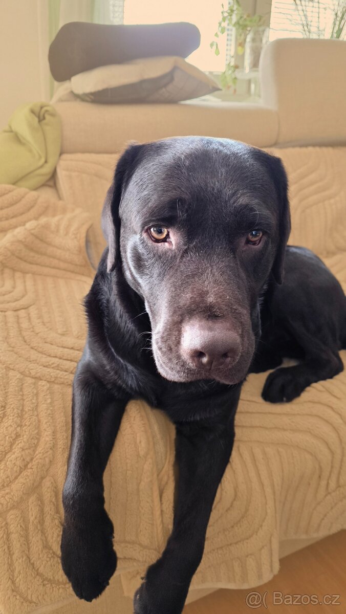 Krytí labradorem - 3