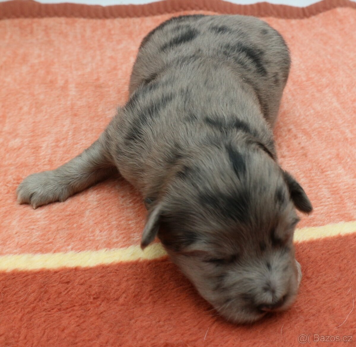 Pyrenejský ovčák - štěňátka s PP - 3