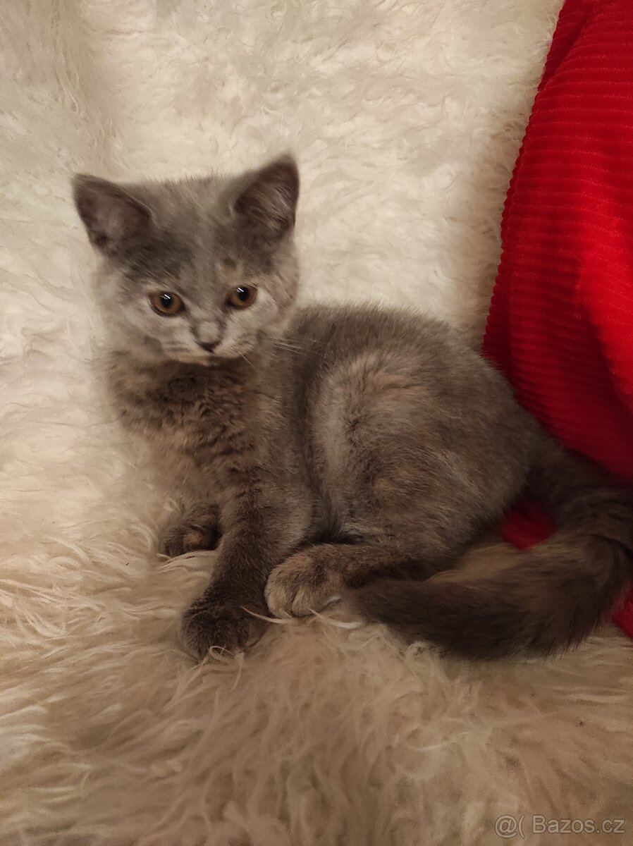 Britská koťata britské kotě - 3