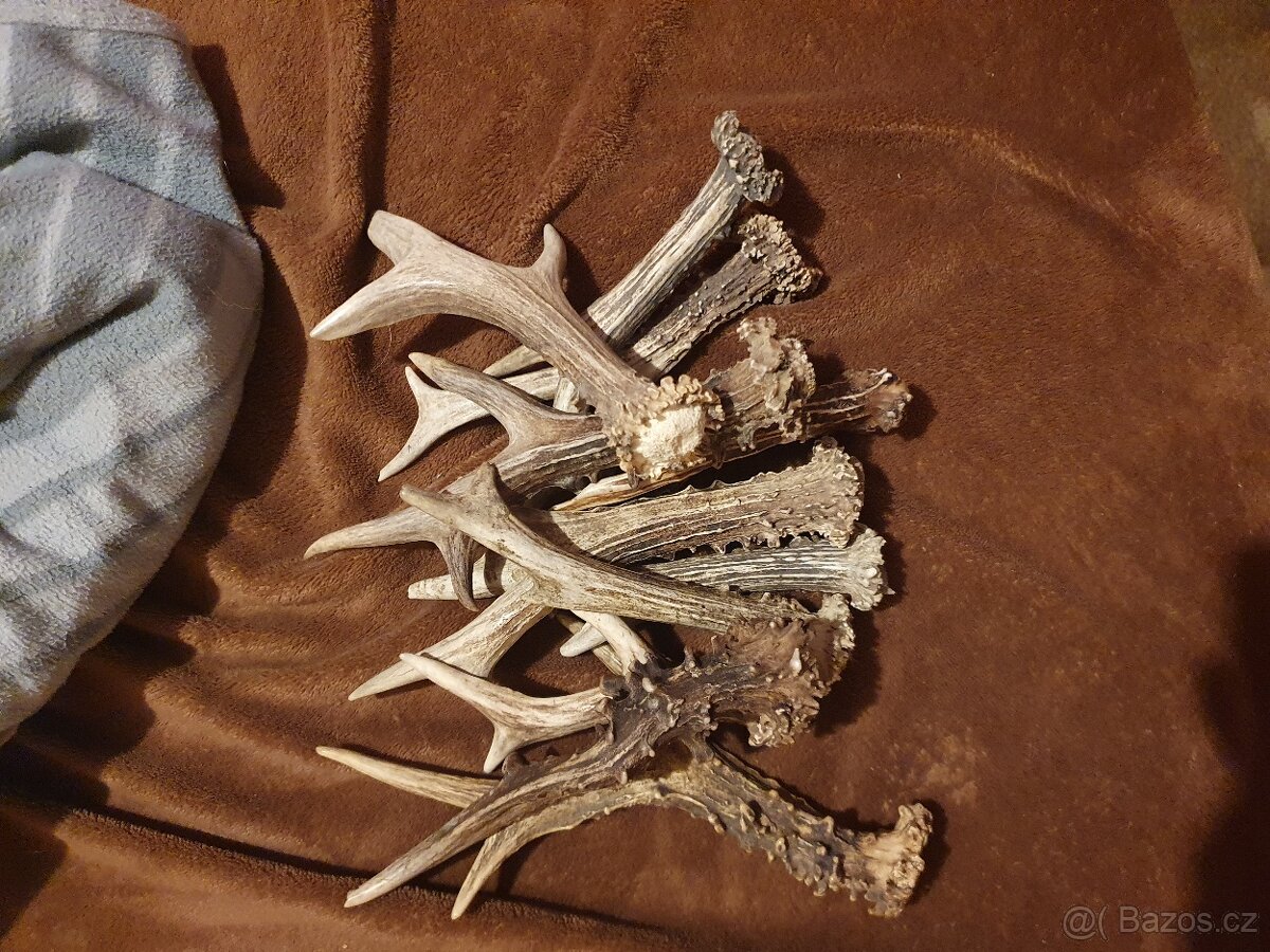 Parozi pro psy shozy - 3