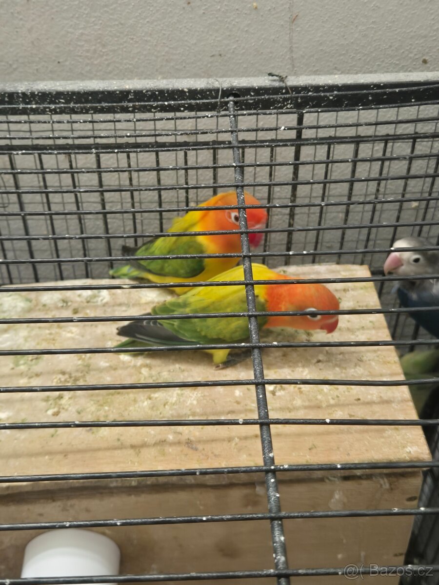 Agapornis fischeri - 3