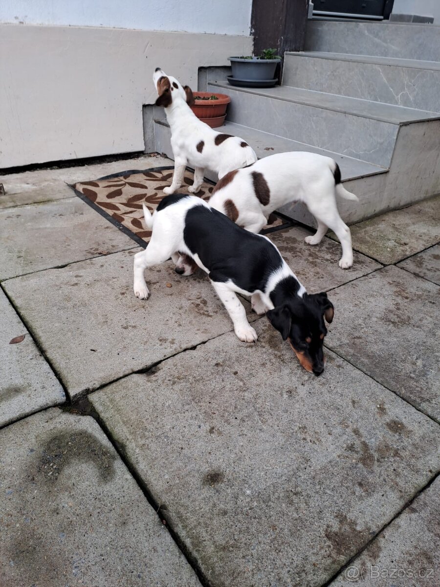 Štěňata hladkosrstých foxteriérů - 3