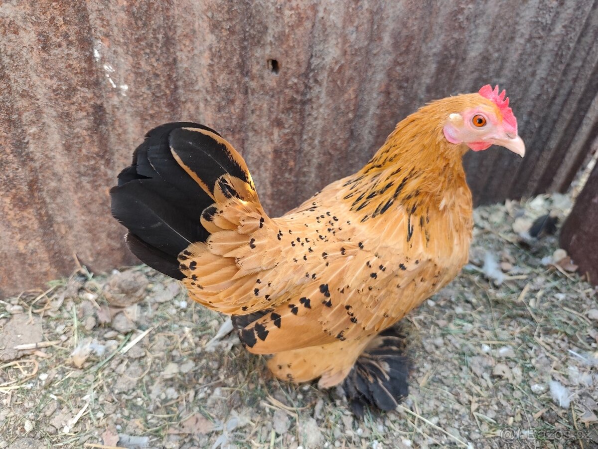 Zakrslá rousná - 3