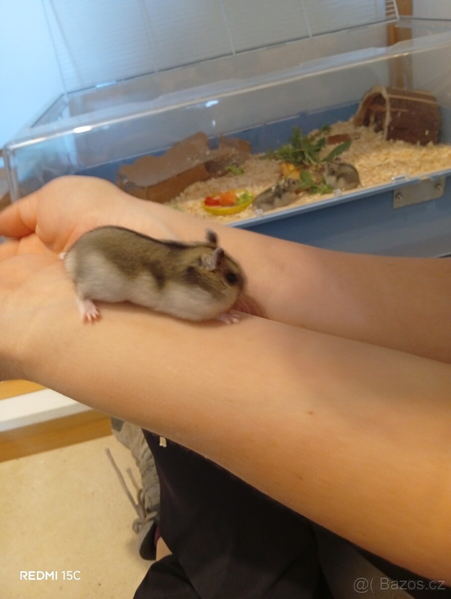 Prodám mláďata Křečka Dzungarskeho - 3