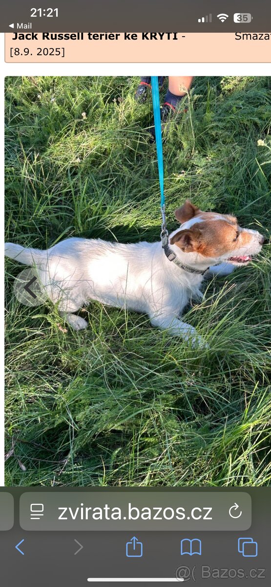 Jack Russel Teriér Krytí - 3