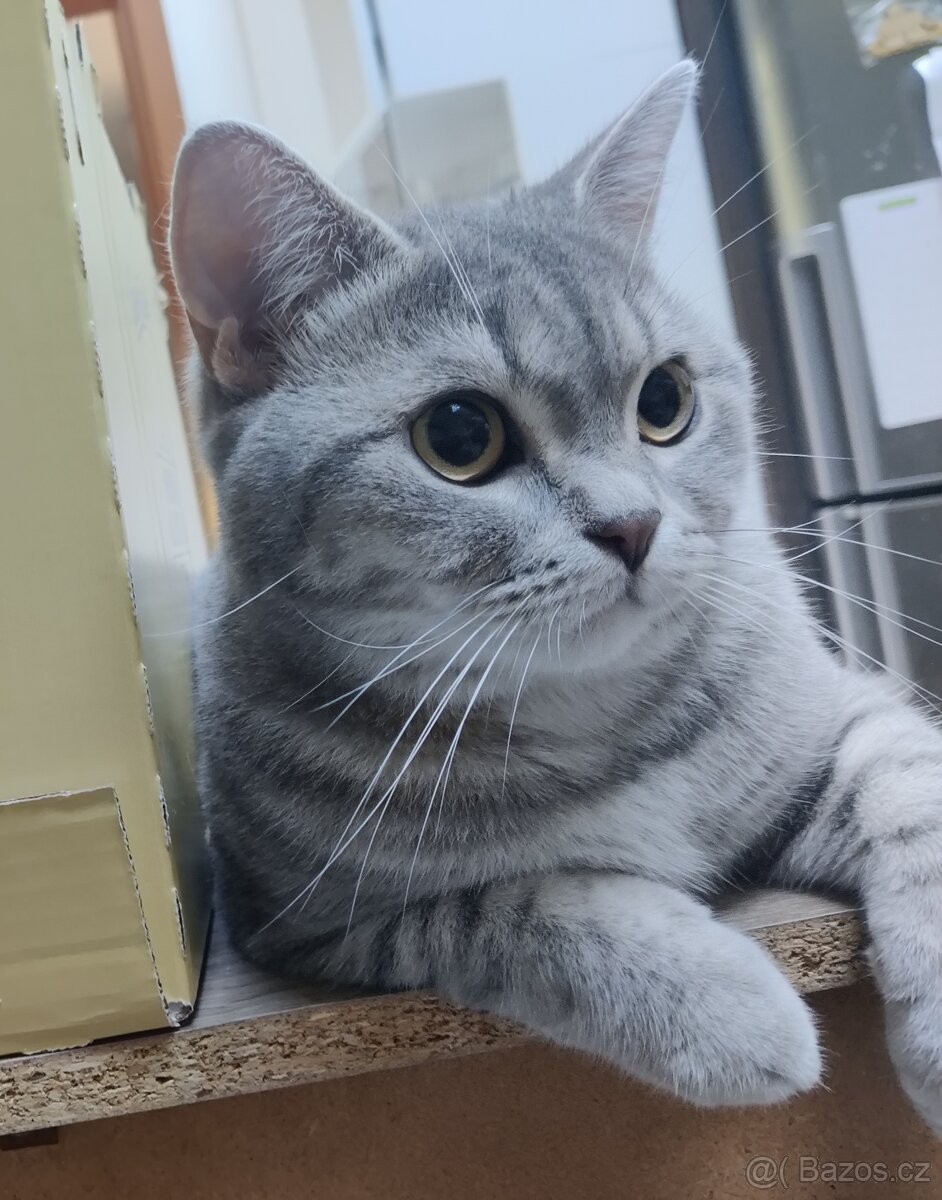 Nabízím kocoura whiskas stříbrný-lila ke krytí - 3