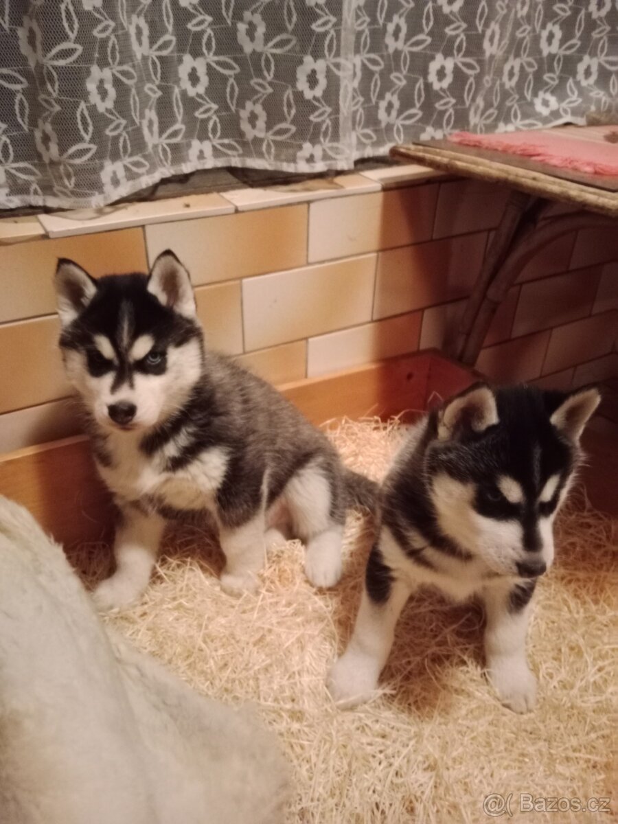 Sibiřský husky s PP - 3