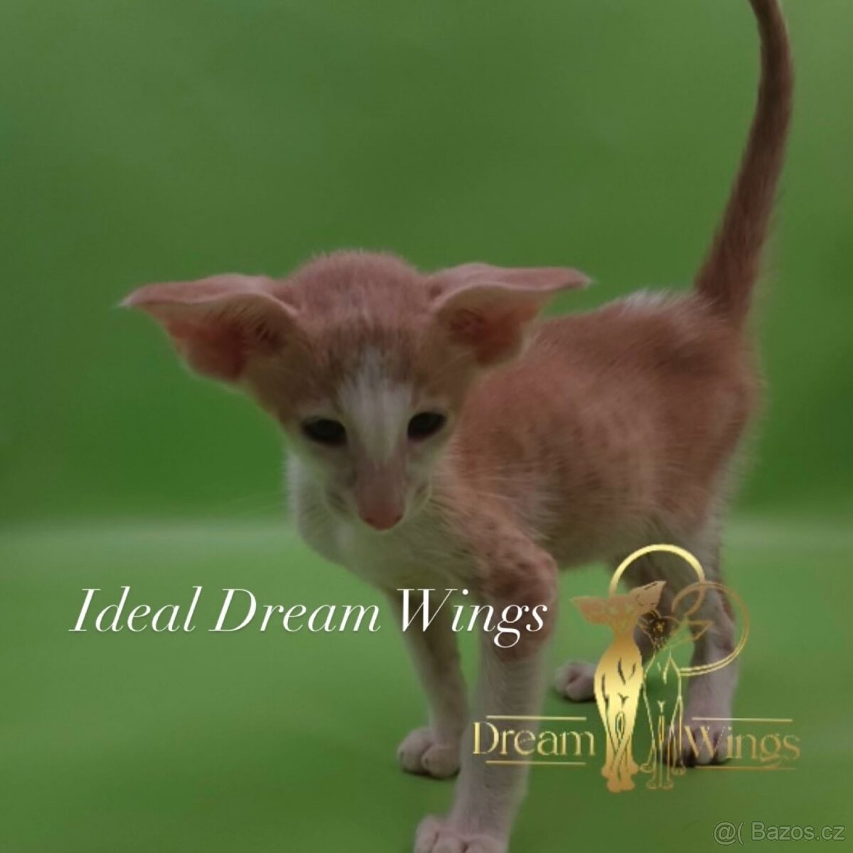 Orientální kocour s PP - 3