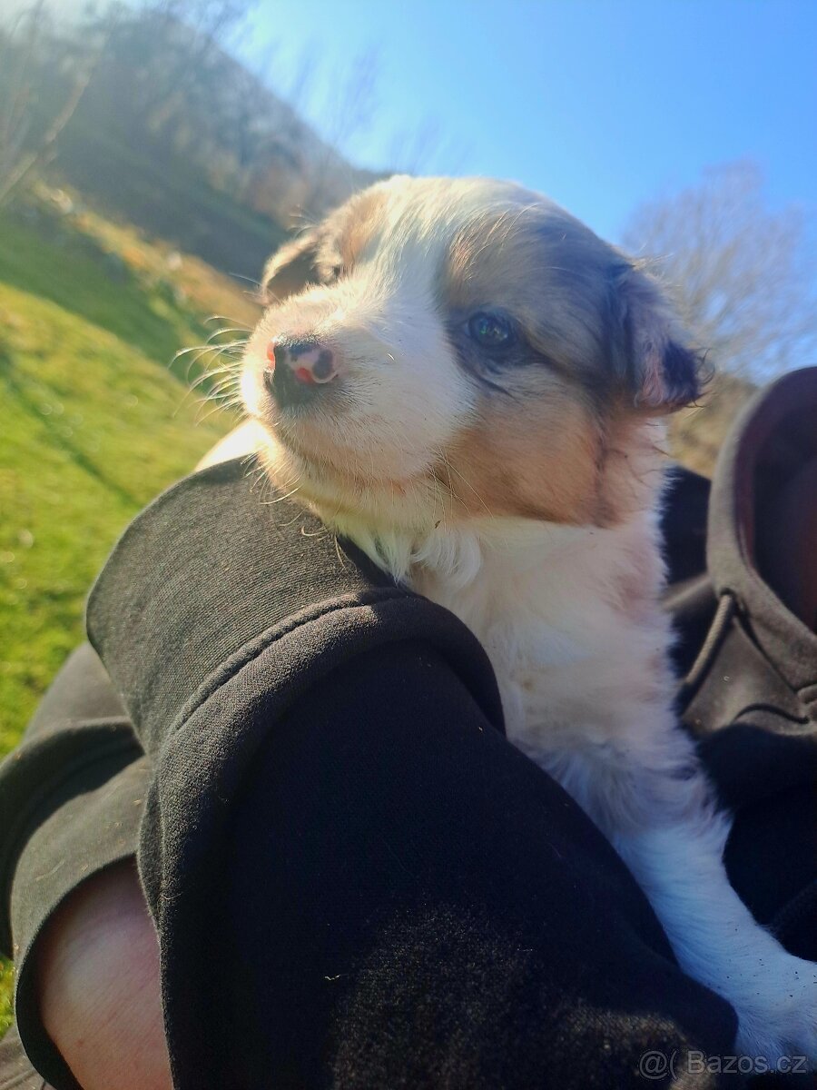 Border kolie šťenátka - 3