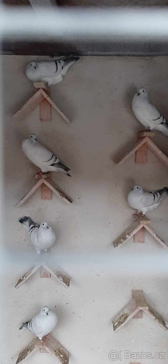 Český voláč sivý - 3