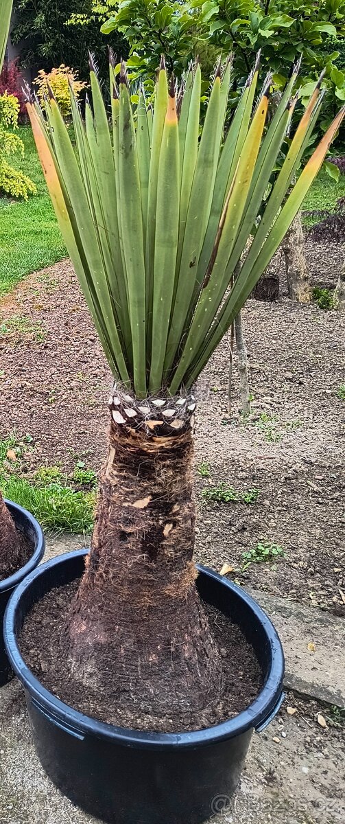 Sabal brazoriensis yucca juka - 3