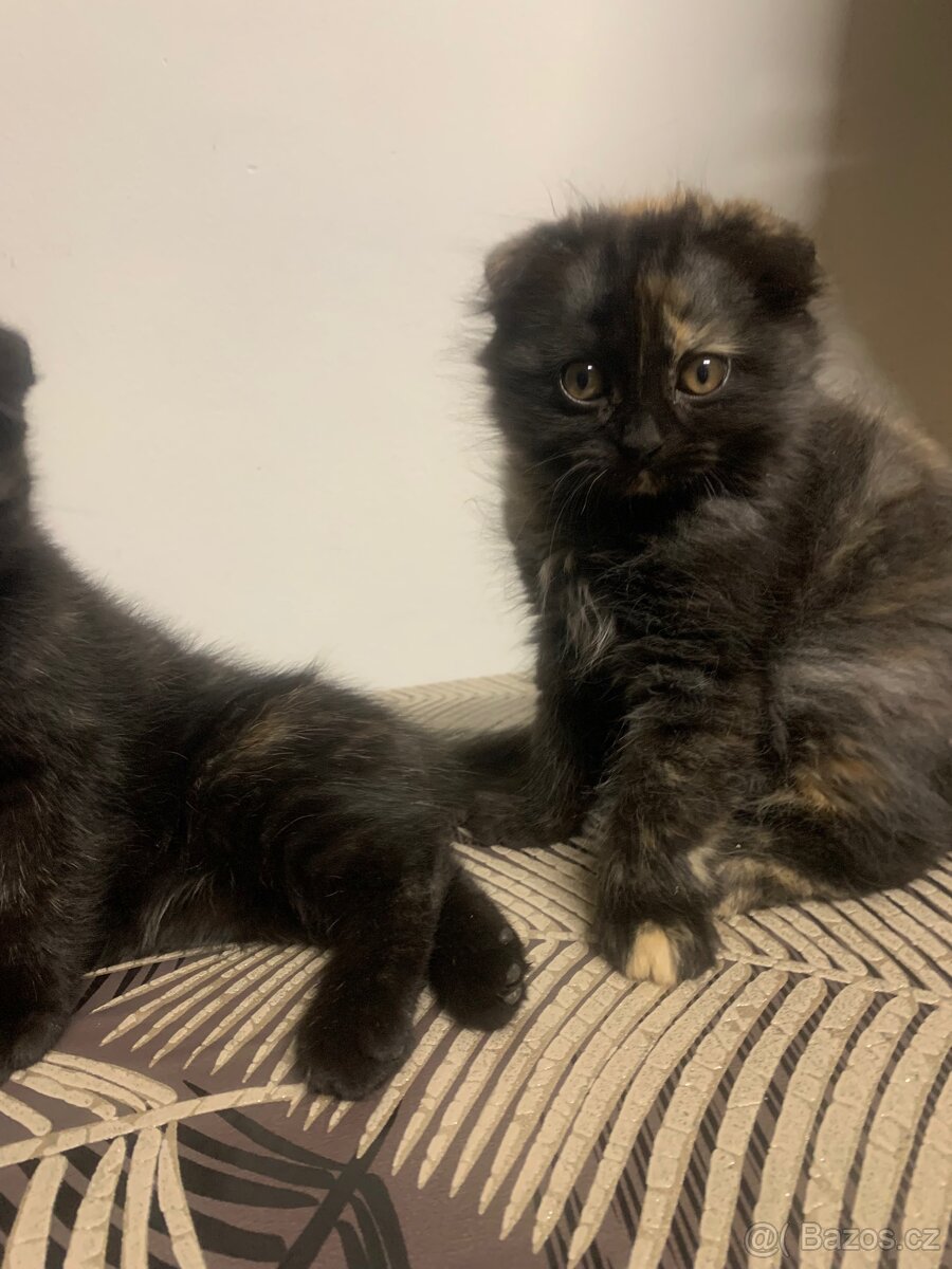 Britská koťátka - 3