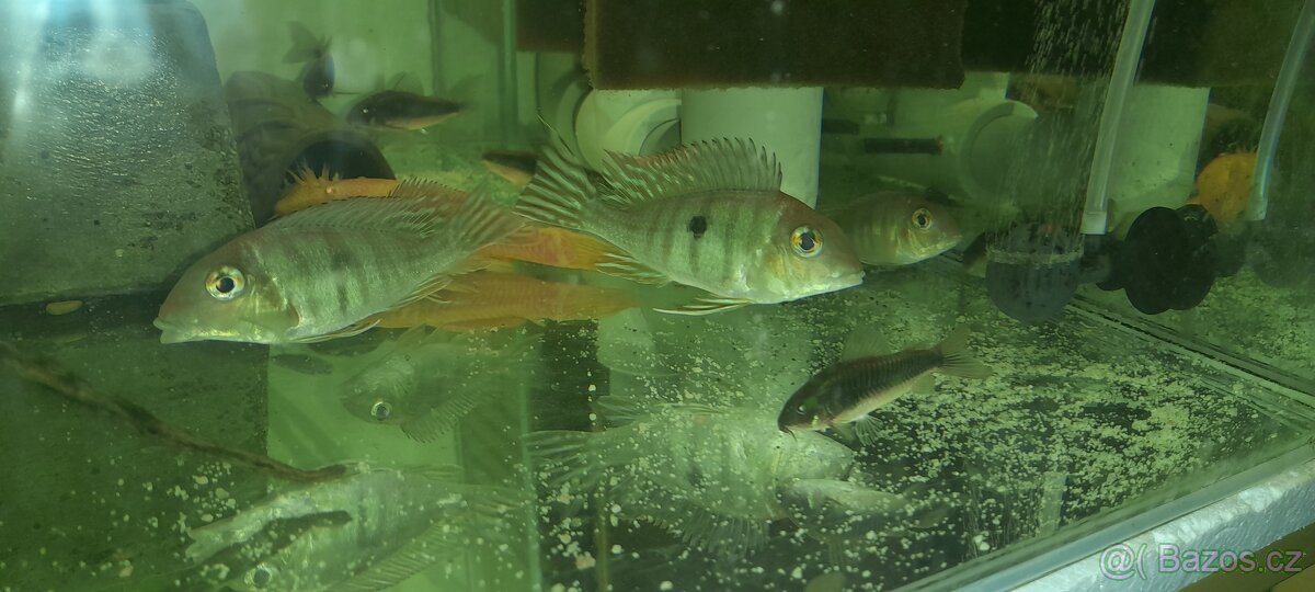 Geophagus Tapajos - 3