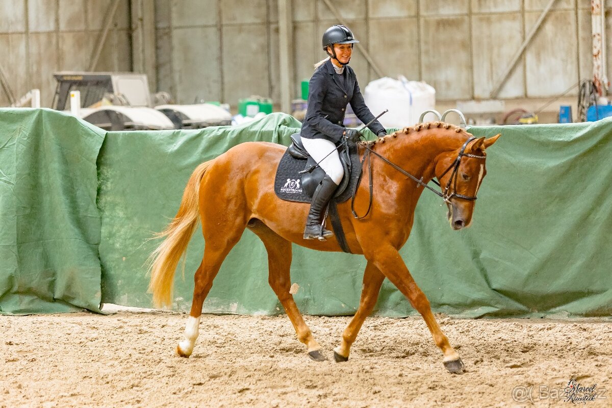 3 letý valach na prodej - 3