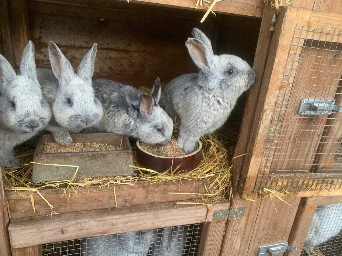 Prodám Králíky Vss - 3