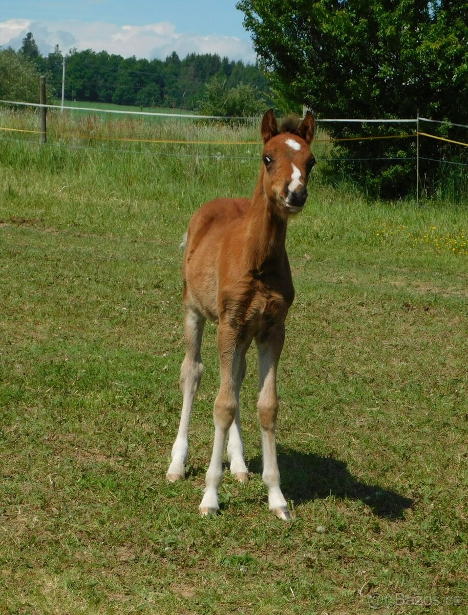 letošní hřebeček pony - 3