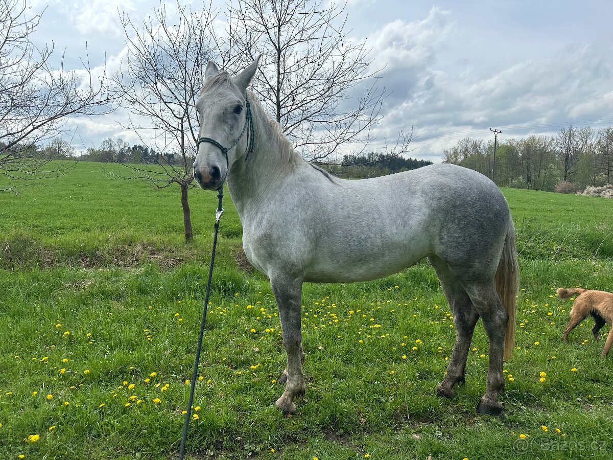 Kladrubská kobyla - 3