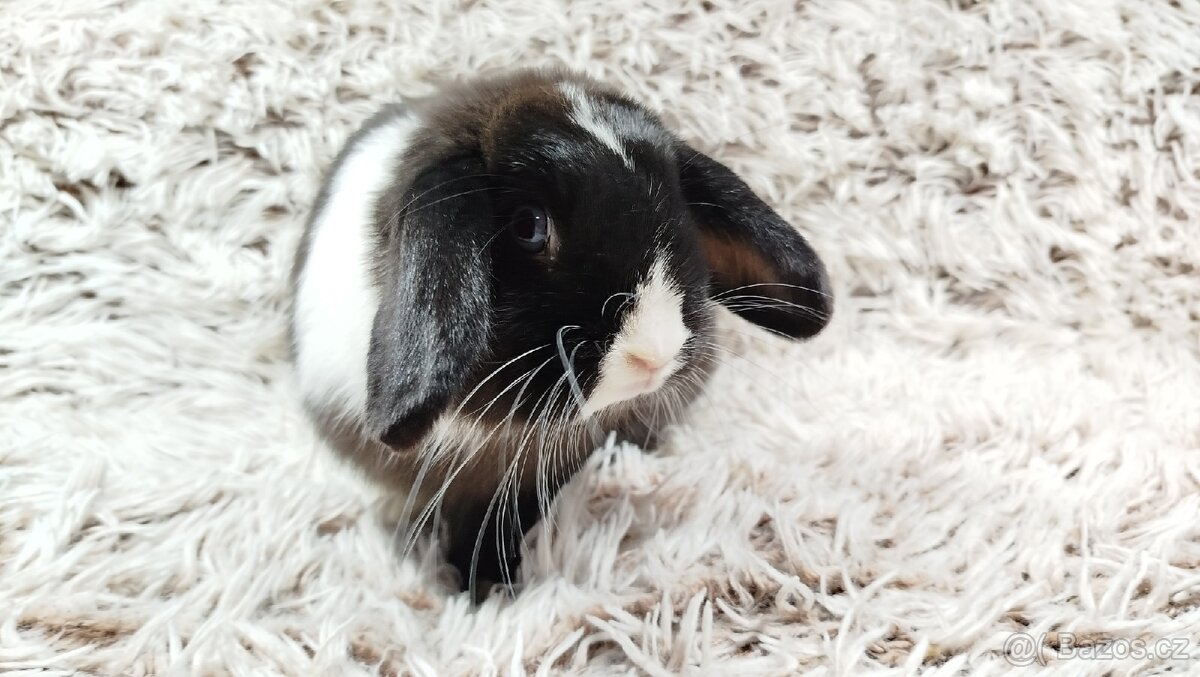 Zakrslý beránek, králíček, králík - 3