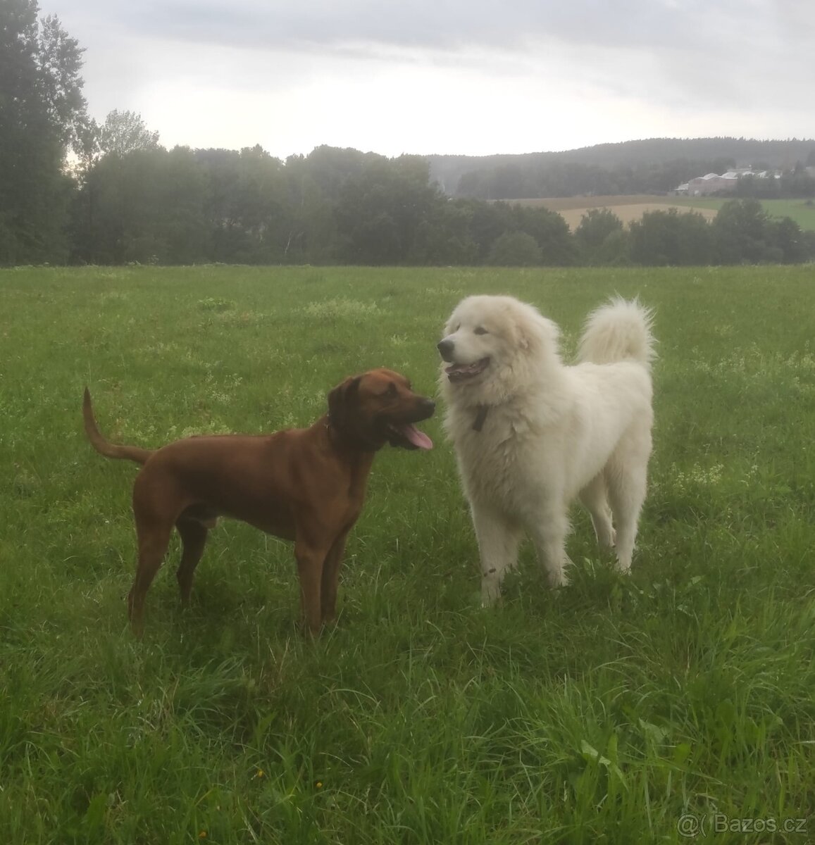 Rhodéský Ridžbek - 3