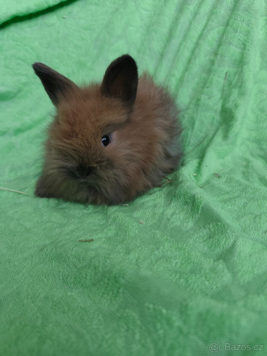 Vymazlení zakrslí králíčci - minilop, beranek, teddy - 3