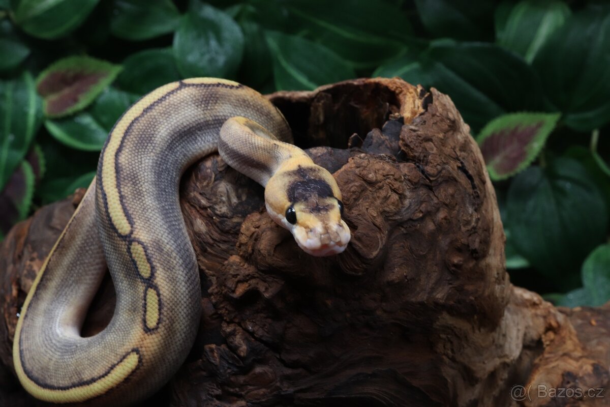 Krajta královská - samec - Champagne - 3