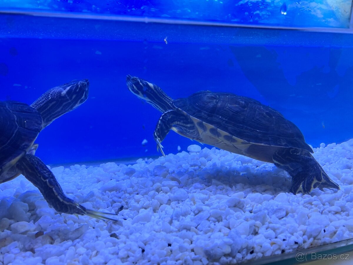 Vodní želva - 3