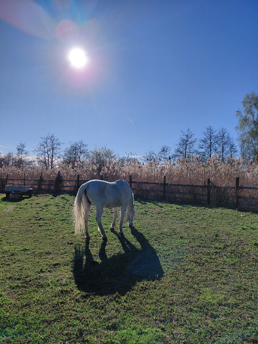 Chůva pro koně - 3