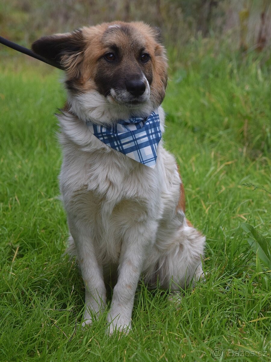 Olim hledá domov - 3