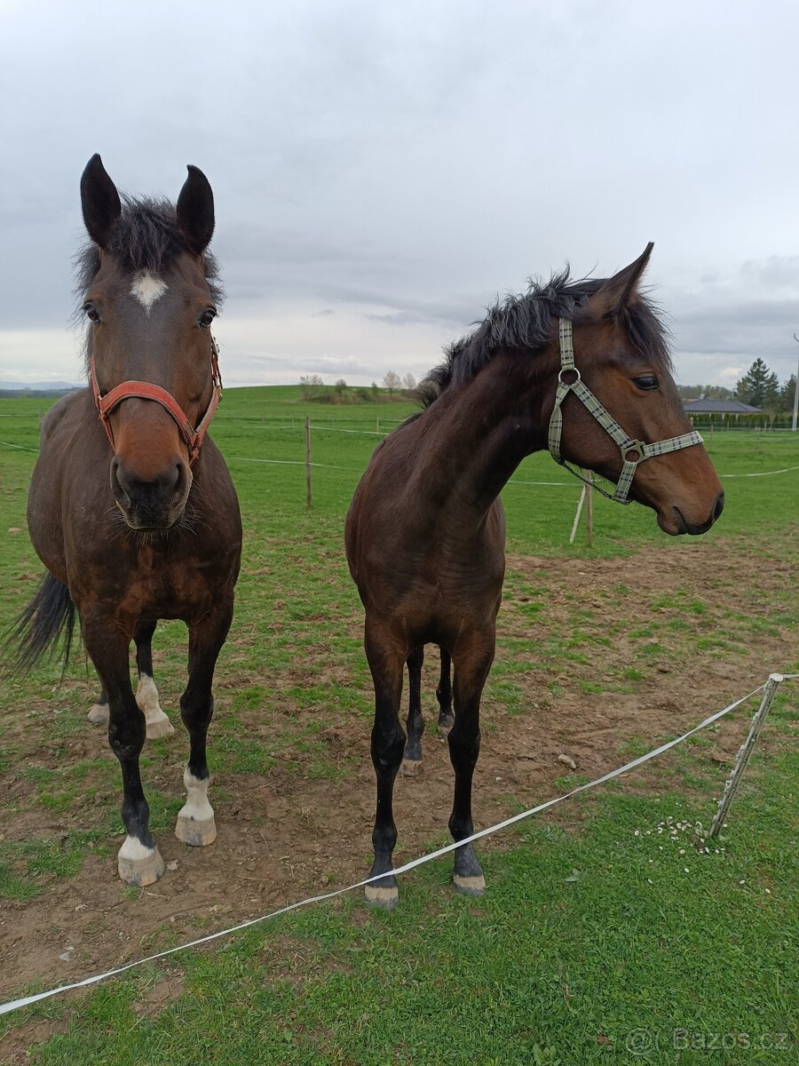 Kvalitní březí chovná klisna - 3