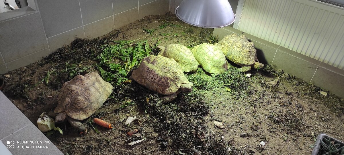 Želva pardálí - 3