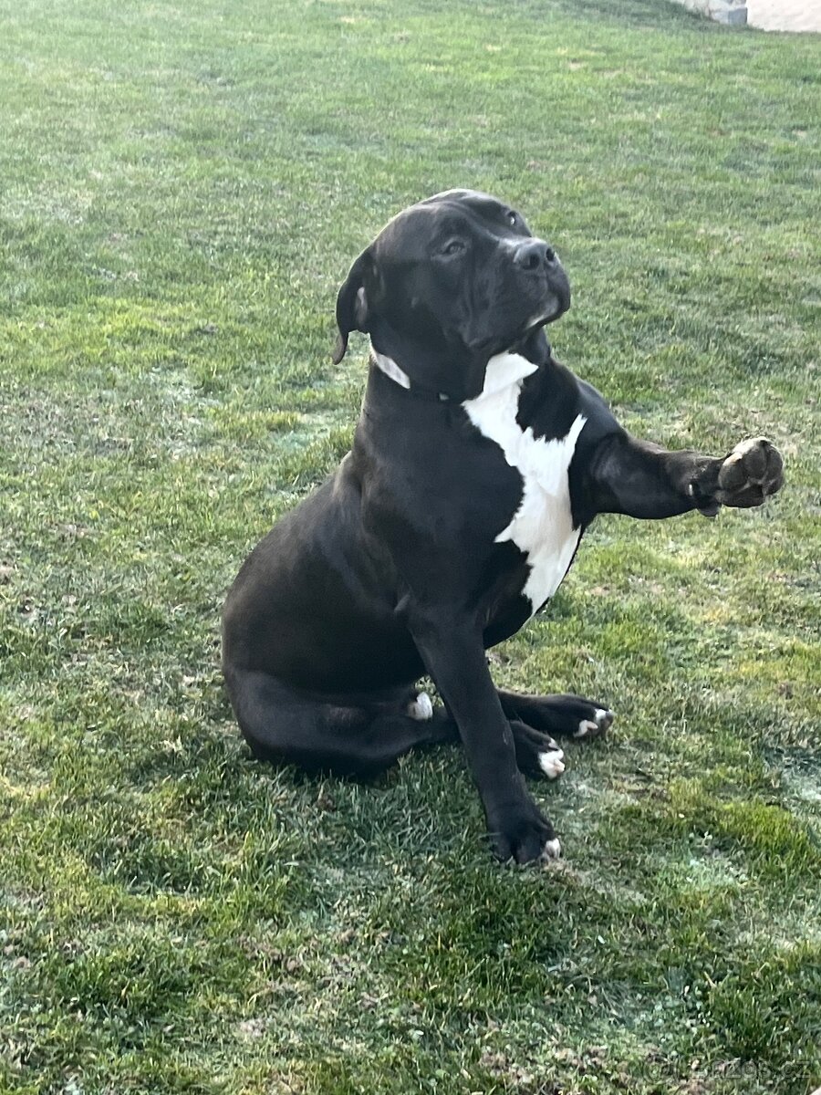 American Bully XL - 3